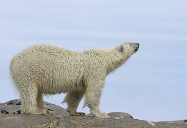 Norway, Svalbard Polar bear sniffing the air